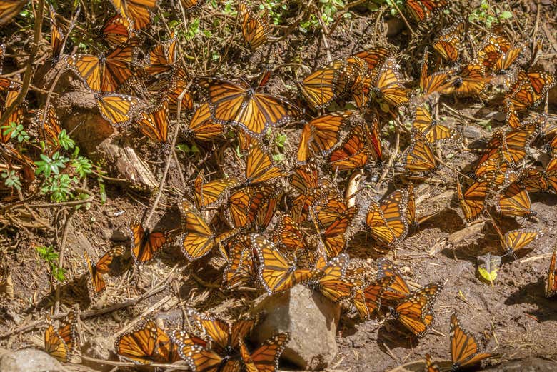 Veremos decenas de mariposas monarca
