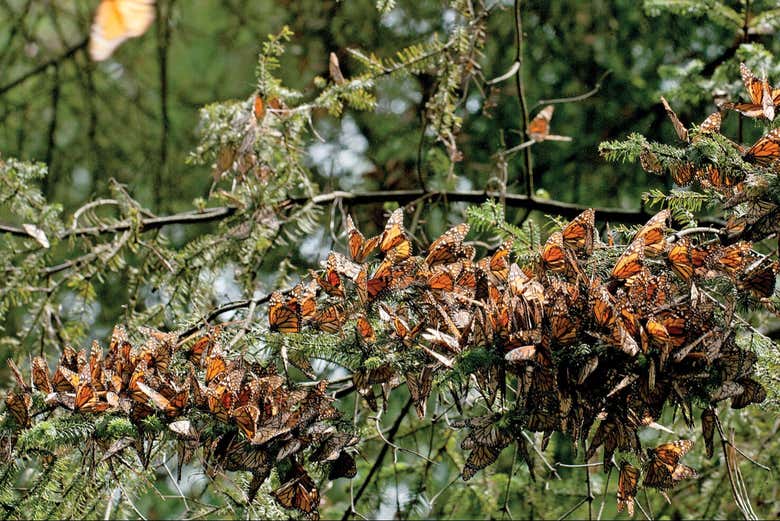 Aprenderéis todo sobre la migración de las mariposas monarcas