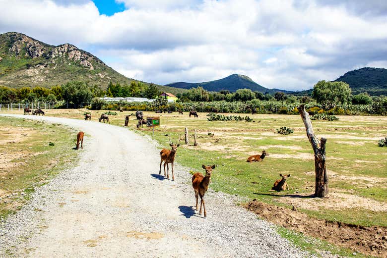 Tuzoofari se halla en un gran espacio natural