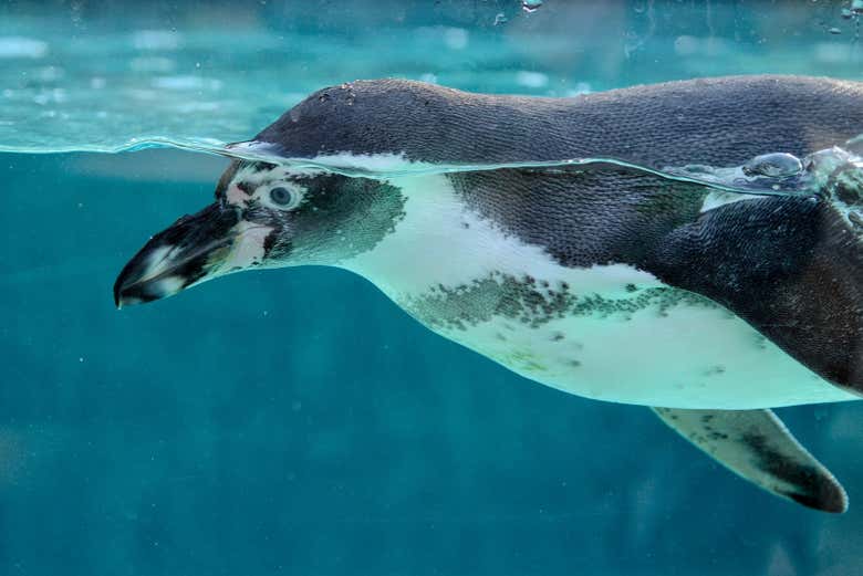 Um dos pinguins do aquário