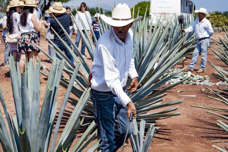 Visitaremos una plantación de agave