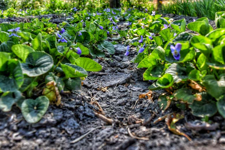 Plantações na chinampa de cultivo 