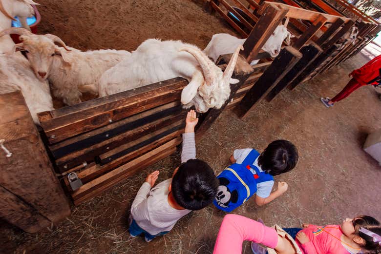 Feeding goats