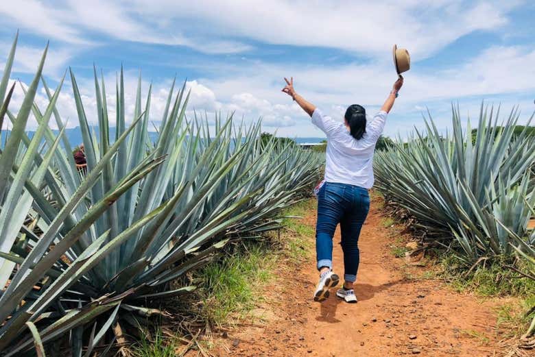 Conociendo un campo de agave