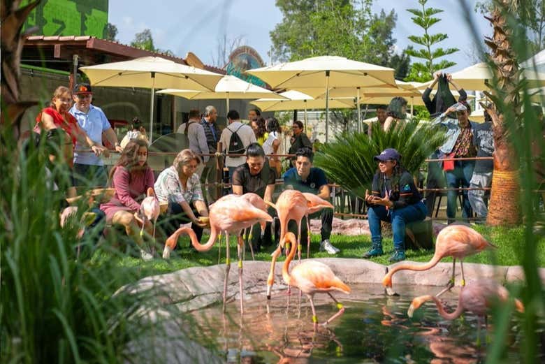 Plusieurs spécimens de flamants roses