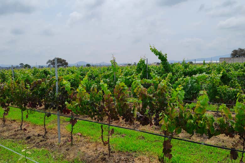 Vinhedos Freixenet