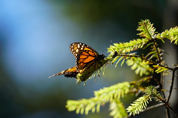 Excursión al Valle de Bravo y santuario de mariposas monarca