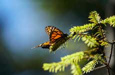 Excursión al Valle de Bravo y santuario de mariposas monarca