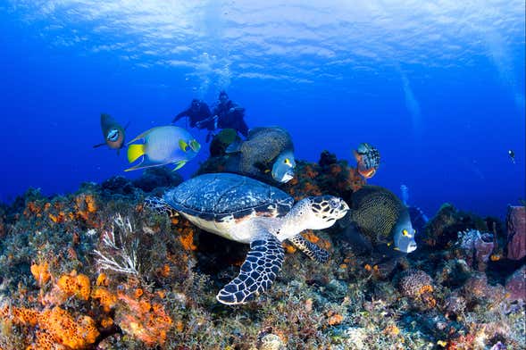 Bautismo de buceo en Cozumel