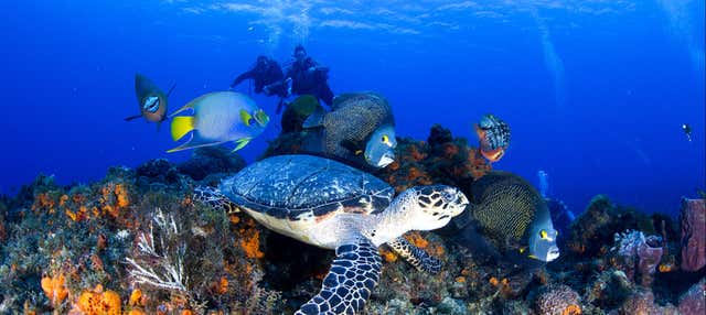 Bautismo de buceo en Cozumel