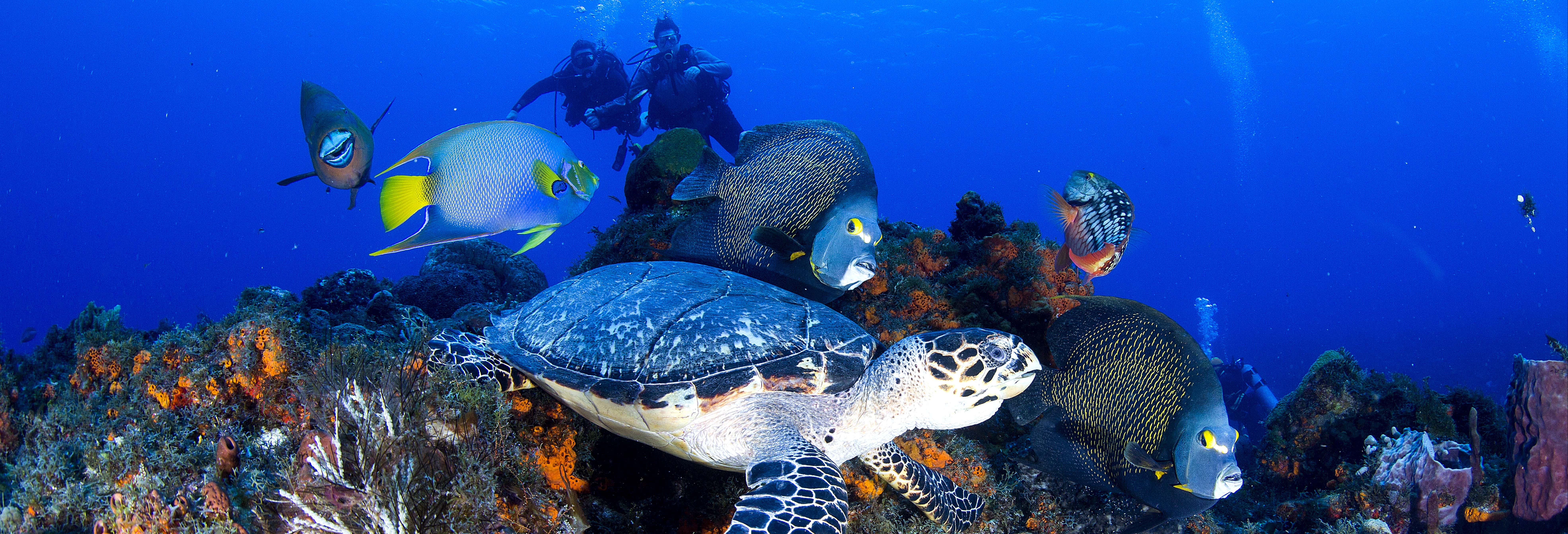 Buceo en Cozumel