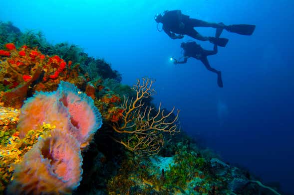 Night Diving in Cozumel