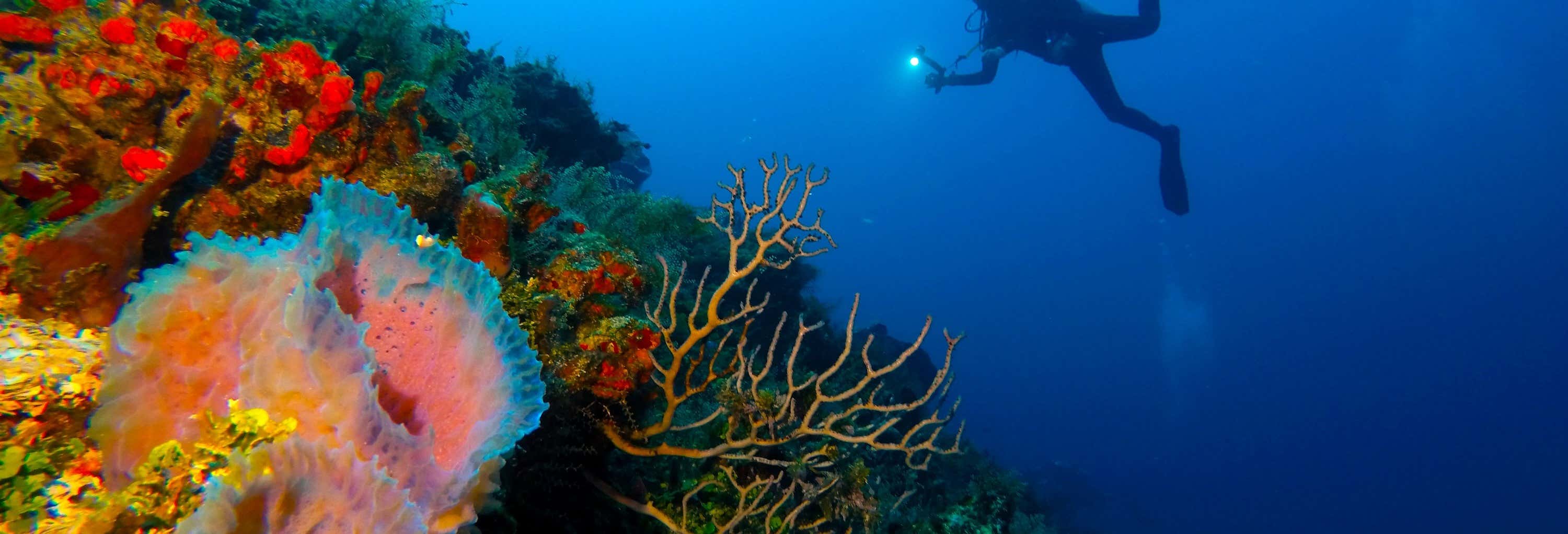Buceo en Cozumel