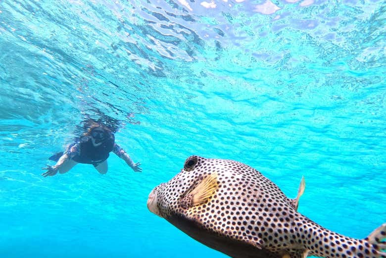 Admirando a vida subaquática