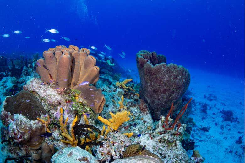 Contemplando los arrecifes de coral de Cozumel