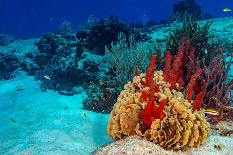 La barriera corallina di Cozumel