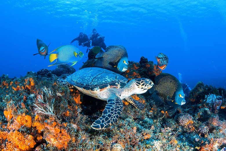 Biodiversidad marina de Cozumel