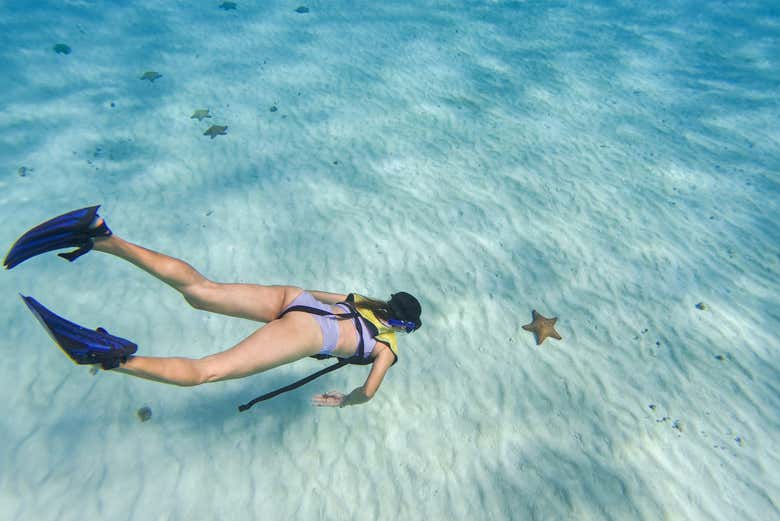 Observando una estrella de mar 