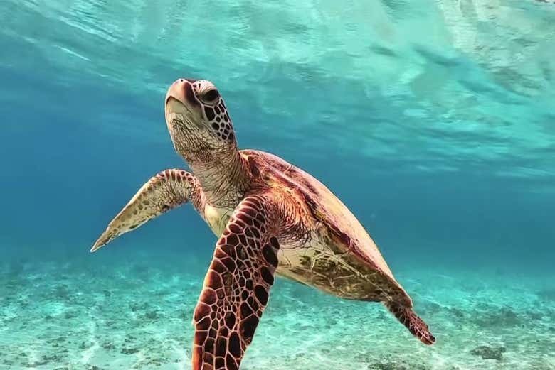 Una simpática tortuga