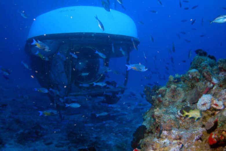 Durante el paseo en submarino
