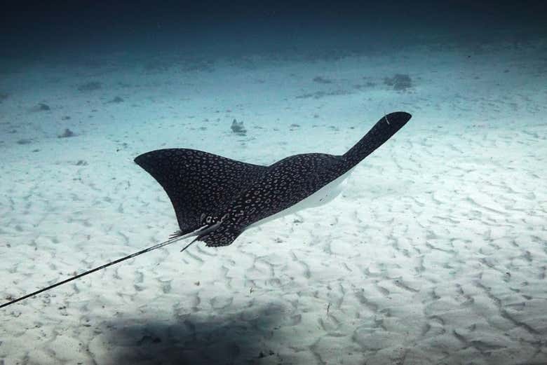 See sting rays up close