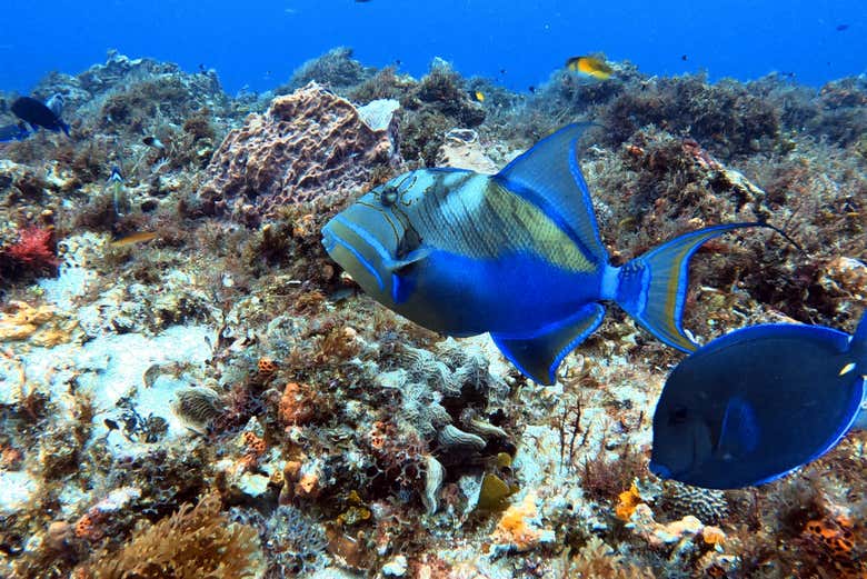 Colourful fish in Cozumel