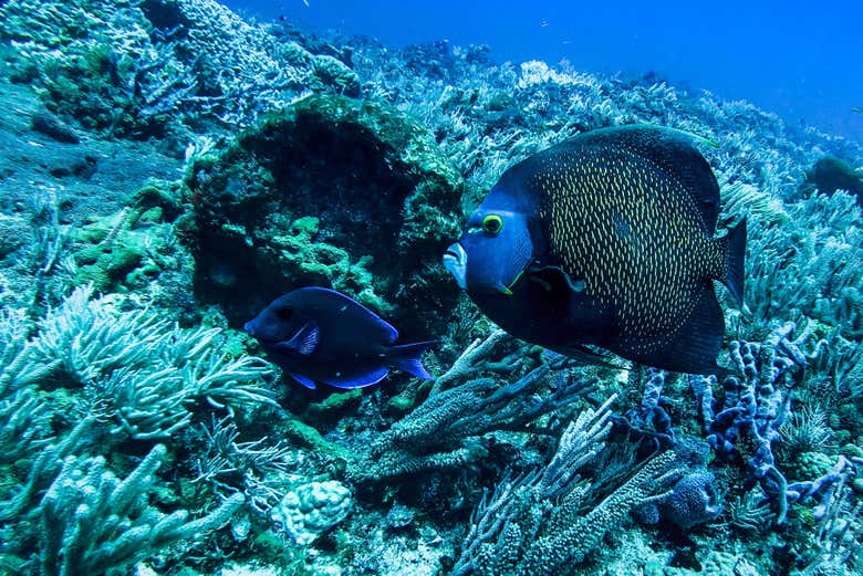 Peces y biodiversidad del fondo marino de Cozumel