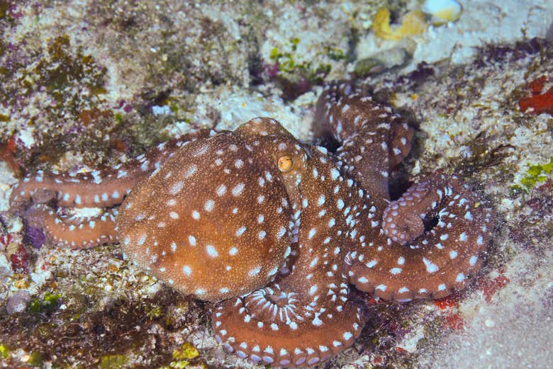 A beautiful octopus