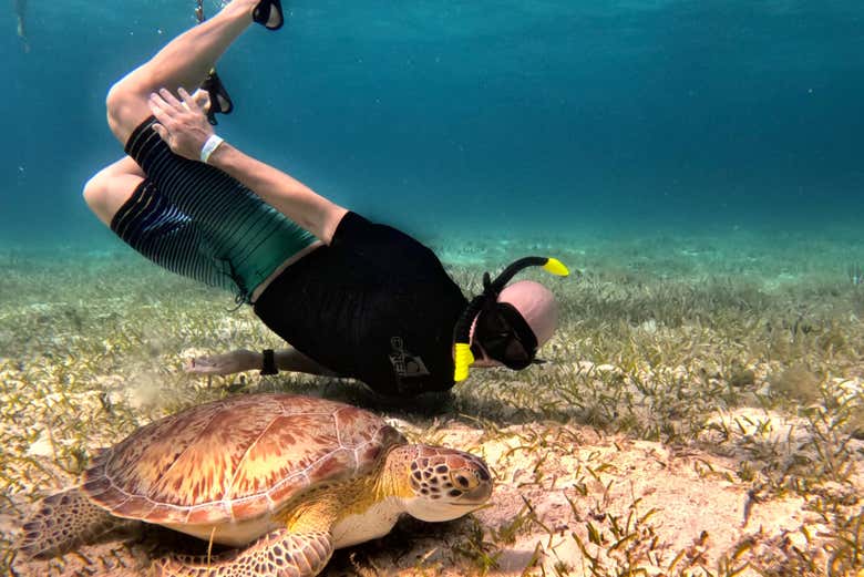 Explorando el santuario de Tortugas