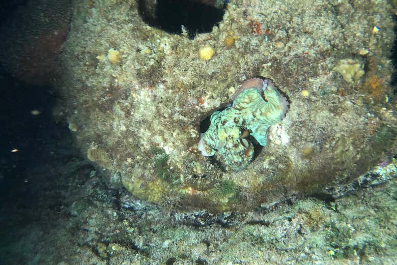 Polpo che cerca di cammuffarsi