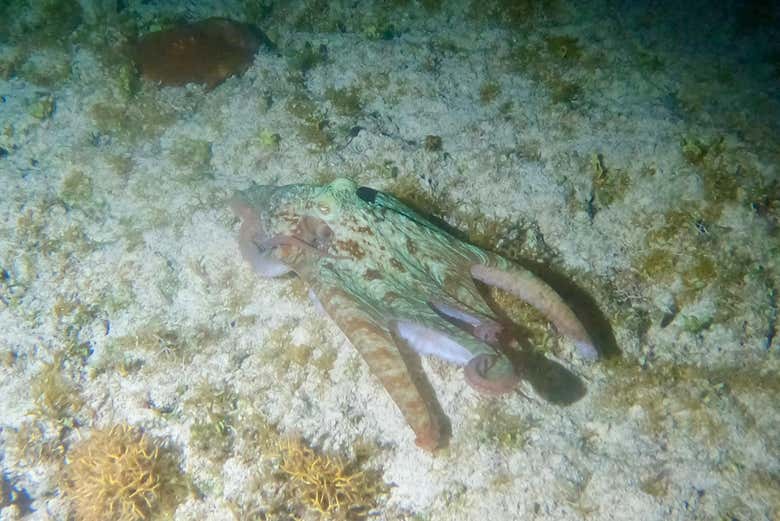 Un polpo nuota sul fondale