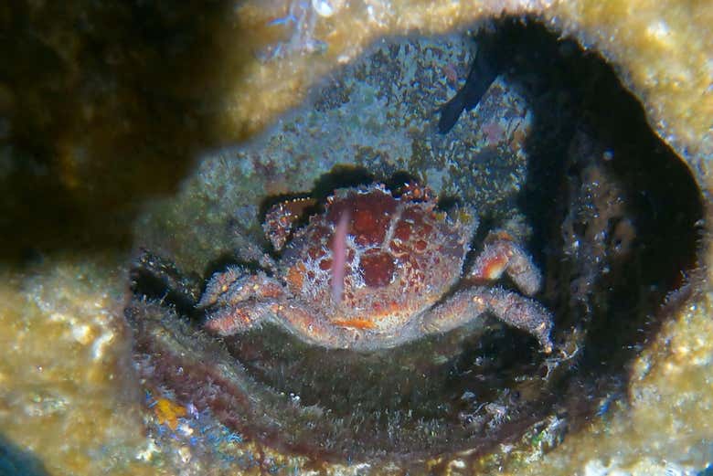 Witness how marine species become more active at night!