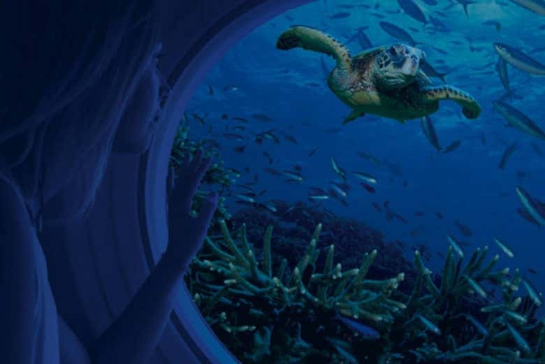 Puede que veamos incluso tortugas marinas