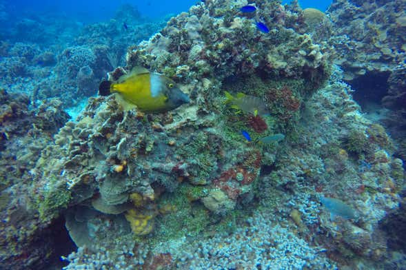 Paseo en catamarán por Cozumel + Snorkel