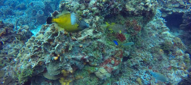 Paseo en catamarán por Cozumel + Snorkel