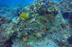 Passeio de catamarã por Cozumel + Snorkel