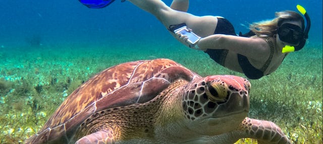 Snorkel en el santuario de tortugas de Cozumel