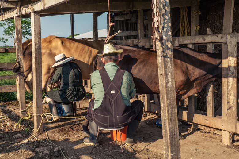 Menonitas ordeñando vacas
