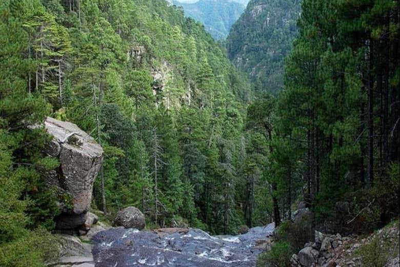 Bosques verdes de Mexiquillo