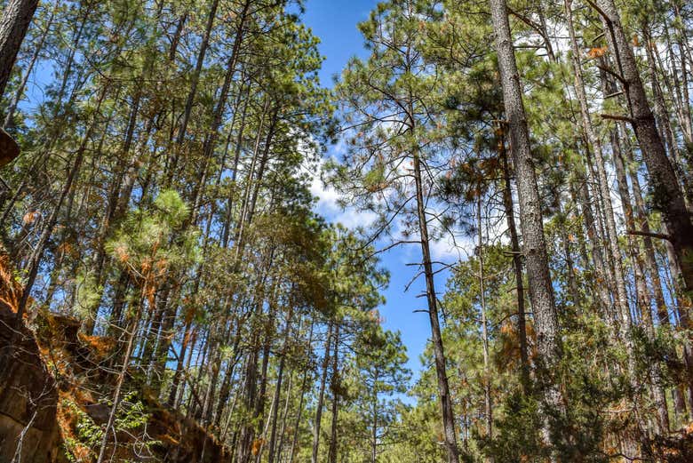 Explorando los bosques de Mexiquillo