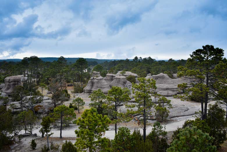 Pulmón verde del estado de Durango