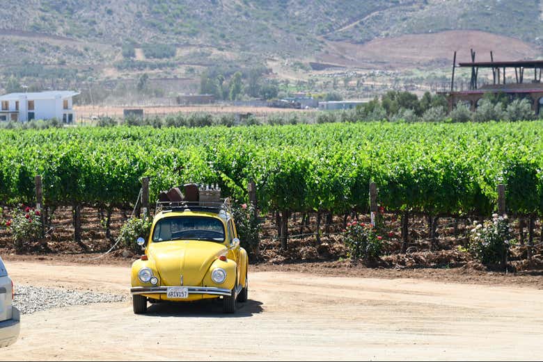 Una postal típica de los viñedos del Valle de Guadalupe