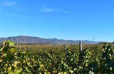 Ruta del vino por el Valle de Guadalupe