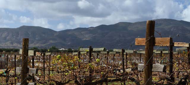 Tour del vino y el queso por el Valle de Guadalupe