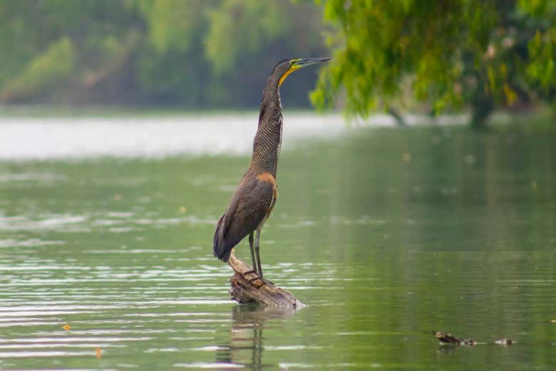 Descubriendo el mundo de la ornitología 