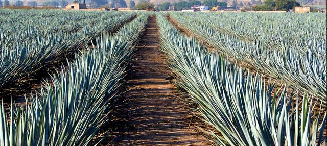 Excursão a Tequila