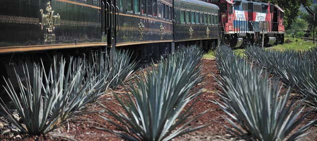 Excursión a Tequila con espectáculo mariachi + Tren José Cuervo Express