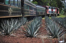 Excursión a Tequila + Tren José Cuervo Express