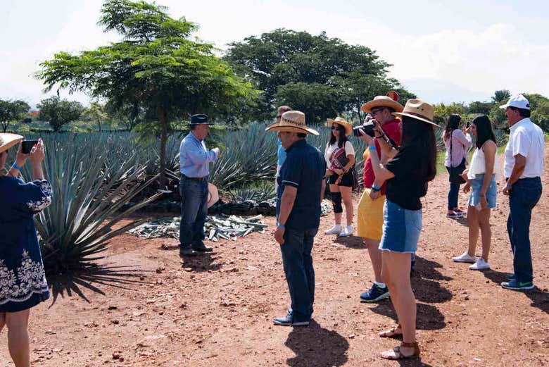 Conociendo los agaves 