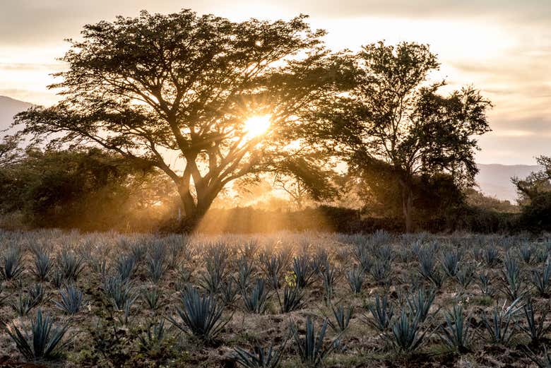 Coucher de soleil dans les champs d'agave